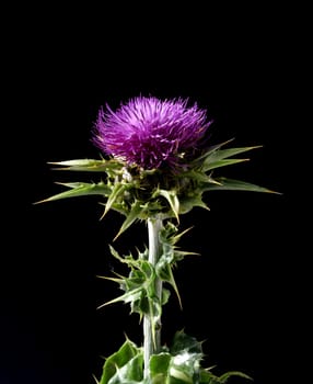 Milk thistle,Silybum marianum is an important medicinal plant. Milk thistle,Silybum marianum,is an important medicinal plant.