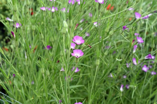 Kornrade,Agrostemma githago,is an important medicinal plant with purple flowers and is widely used in medicine. Corn wheel,Agrostemma githago,is an important medicinal plant with purple flowers and is widely used in medicine.