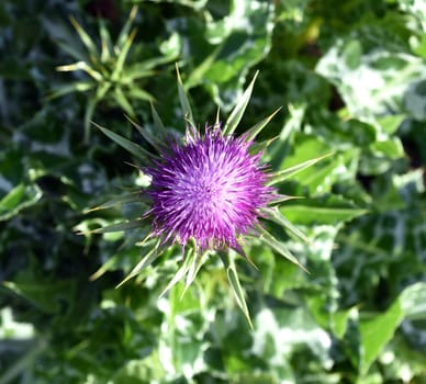 Milk thistle,Silybum marianum is an important medicinal plant. Milk thistle,Silybum marianum,is an important medicinal plant.