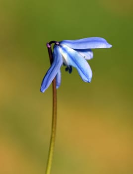Bluestar,Scilla Sibirica,Bluestar is an early bluefish with beautiful blue flowers. Squill,Scilla Sibirica,Squill is an early bloomer with beautiful blue flowers.
