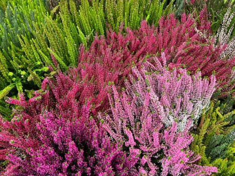 Broom heather,Calluna vulgaris,also called heather,is the only species of the monotypic plant genus Calluna belonging to the heather family. Common heather,Calluna vulgaris,also called heather,is the only species of the monotypic plant genus Calluna,which belongs to the heather family.