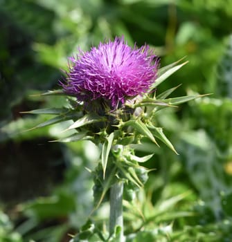 Milk thistle,Silybum marianum is an important medicinal plant. Milk thistle,Silybum marianum,is an important medicinal plant.