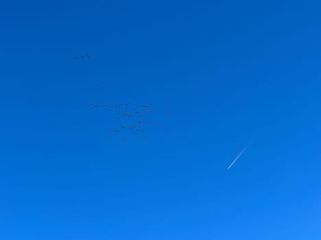 Cranes,Grus are often flying in formation in autumn and in spring to and from their breeding grounds. Cranes,Grus are often flying in formation in the fall and flying to and from their breeding sites in the spring.