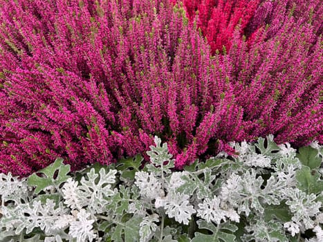 Broom heather,Calluna vulgaris,also called heather,is the only species of the monotypic plant genus Calluna belonging to the heather family. Common heather,Calluna vulgaris,also called heather,is the only species of the monotypic plant genus Calluna,which belongs to the heather family.