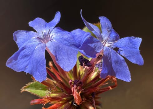 Leadroot,Cerastostigma,Wiimottiana is an important medicinal plant and a flower with blue flowers. Leadwort,Cerastostigma,Wiimottiana is an important medicinal plant and a flower with blue flowers.