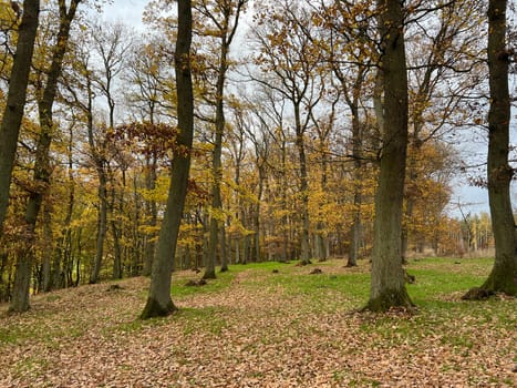Autumn forest,autumn impression in the forest with colourful leaves. Autumn forest,autumn impression in the forest with colorful leaves.