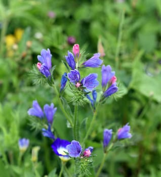 Viper's head,Echium vulgare,is an important medicinal and medicinal plant with blue flowers. Snake head,Echium vulgare,is an important medicinal and medicinal plant with blue flowers.