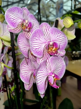 Butterfly orchids,Phalaenopsis,are particularly beautiful flowers for indoor rooms that bloom particularly long and are available in many colors. Butterfly orchids,Phalaenopsis,are particularly beautiful indoor flowers that bloom for a long time and come in many colors.