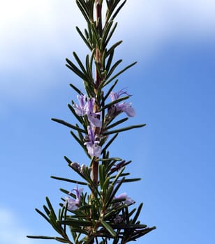 Rosemary,Rosemary officinalis,is a medicinal and herbal plant. Rosemary officinalis,is a medicinal and herbal plant.