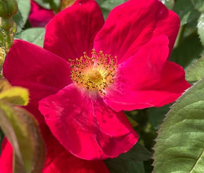 Vinegar rose,Rosa gallica,or Gallica rose,is an ornamental shrub with red flowers. It is an important medicinal plant and a fragrant plant and is used in medicine. Vinegar rose,Rosa gallica,or Gallica rose,is an ornamental shrub with red flowers. It is an important medicinal plant and aromatic plant and is used in medicine.