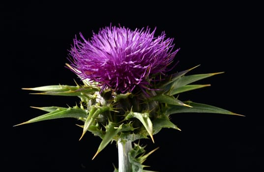 Milk thistle,Silybum marianum is an important medicinal plant. Milk thistle,Silybum marianum,is an important medicinal plant.