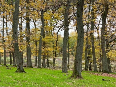 Autumn forest,autumn impression in the forest with colourful leaves. Autumn forest,autumn impression in the forest with colorful leaves.
