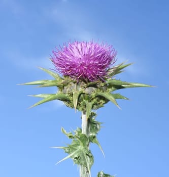 Milk thistle,Silybum marianum is an important medicinal plant. Milk thistle,Silybum marianum,is an important medicinal plant.