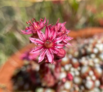 Hauswurz,Sempervivum,tectorum,is a medicinal plant and an alpine flower with red flowers. Houseleek,Sempervivum,tectorum,is a medicinal plant and an alpine flower with red flowers.