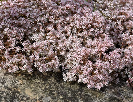 White wall pepper,Sedum album,is a medicinal and rock garden plant with white flowers. White stonecrop,Sedum album,is a medicinal and rock garden plant with white flowers.