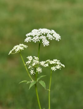 Giersch,Aegopodium podagraria,belongs to the Wildkraeutern and Wildgemuese. It is a wild plant with white flowers. It is an important medicinal plant. Giersch,Aegopodium podagraria,belongs to the wild herbs and wild vegetables. It is a wild plant with white flowers. It is an important medicinal plant.