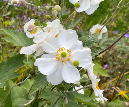 Autumn anemone,Anemone tomentosa produces handsome,pink flowers from August to September. Autumn Anemone,Anemone tomentosa produces handsome pink flowers from August to September.