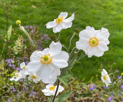 Autumn anemone,Anemone tomentosa produces handsome,pink flowers from August to September. Autumn Anemone,Anemone tomentosa produces handsome pink flowers from August to September.