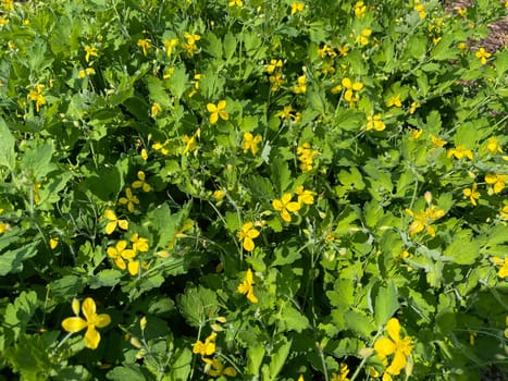 Chelidonium majus is an important medicinal and medicinal plant with yellow flowers. Celandine,Chelidonium majus is an important medicinal and medicinal plant and with yellow flowers