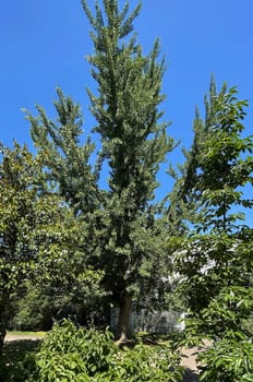 Ginkgo biloba or ginko is a tree species native to China,now planted worldwide. Ginkgo biloba or Ginko is a tree species native to China that is now planted worldwide. The Ginkgo or Ginko is a tree species native to China,today planted worldwide.