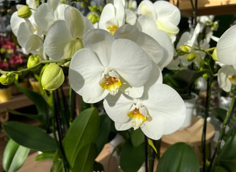 Butterfly orchids,Phalaenopsis,are particularly beautiful flowers for indoor rooms that bloom particularly long and are available in many colors. Butterfly orchids,Phalaenopsis,are particularly beautiful indoor flowers that bloom for a long time and come in many colors.