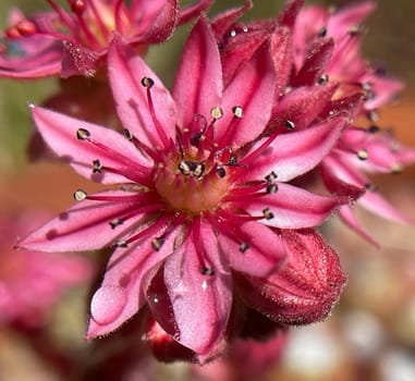 Hauswurz,Sempervivum,tectorum,is a medicinal plant and an alpine flower with red flowers. Houseleek,Sempervivum,tectorum,is a medicinal plant and an alpine flower with red flowers.