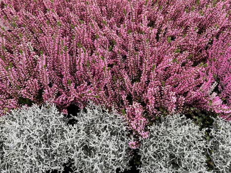 Broom heather,Calluna vulgaris,also called heather,is the only species of the monotypic plant genus Calluna belonging to the heather family. Common heather,Calluna vulgaris,also called heather,is the only species of the monotypic plant genus Calluna,which belongs to the heather family.