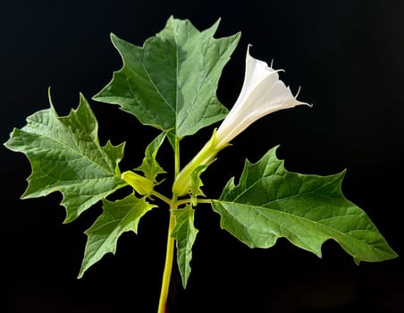 Holly apple,Datura Stramonium is a medicinal plant that is also used in medicine. Thorn apple,Datura Stramonium is a medicinal plant that is also used in medicine.