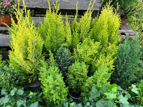 Conifers are always used as evergreen trees in the front yard. Conifers are always popular as evergreen trees in the front yard.