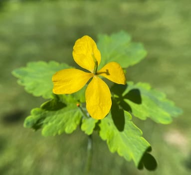 Chelidonium majus is an important medicinal and medicinal plant with yellow flowers. Celandine,Chelidonium majus is an important medicinal and medicinal plant and with yellow flowers
