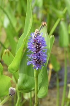 Pike herb,Pontederia cordata,is an aquatic plant with blue flowers. Pike weed,Pontederia cordata,is an aquatic plant with blue flowers.