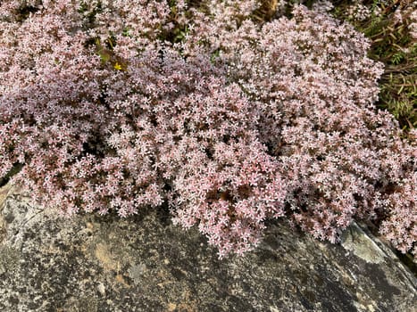 White wall pepper,Sedum album,is a medicinal and rock garden plant with white flowers. White stonecrop,Sedum album,is a medicinal and rock garden plant with white flowers.
