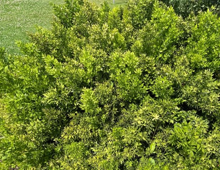 Stinging,Maeusedorn,Ruscus,aculeatus,is a medicinal and rock garden plant with red berries. Prickly,Ruscus,Ruscus,aculeatus,is a medicinal and rock garden plant with red berries.