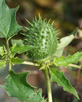 Holly apple,Datura Stramonium is a medicinal plant that is also used in medicine. Thorn apple,Datura Stramonium is a medicinal plant that is also used in medicine.