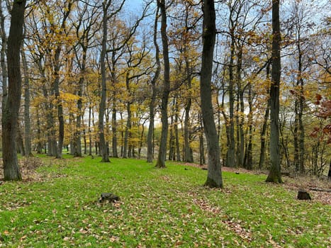 Autumn forest,autumn impression in the forest with colourful leaves. Autumn forest,autumn impression in the forest with colorful leaves.