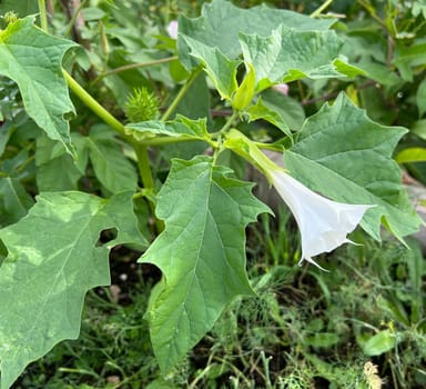 Holly apple,Datura Stramonium is a medicinal plant that is also used in medicine. Thorn apple,Datura Stramonium is a medicinal plant that is also used in medicine.