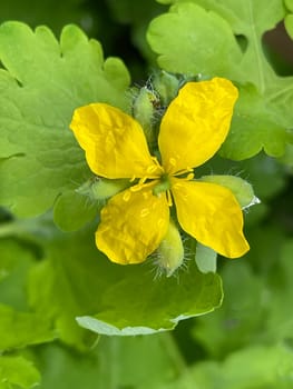 Chelidonium majus is an important medicinal and medicinal plant with yellow flowers. Celandine,Chelidonium majus is an important medicinal and medicinal plant and with yellow flowers
