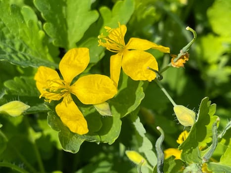 Chelidonium majus is an important medicinal and medicinal plant with yellow flowers. Celandine,Chelidonium majus is an important medicinal and medicinal plant and with yellow flowers