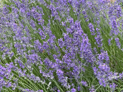 Lavender,lavendula officinalis is an important medicinal plant and a fragrant plant with blue flowers and is used in medicine. Lavender,lavendula officinalis is an important medicinal plant and a scented plant with blue flowers and is used in medicine.