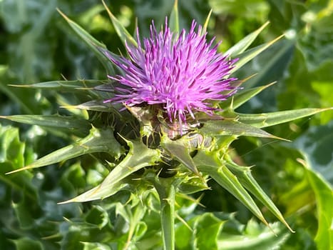 Milk thistle,Silybum marianum is an important medicinal plant. Milk thistle,Silybum marianum,is an important medicinal plant.