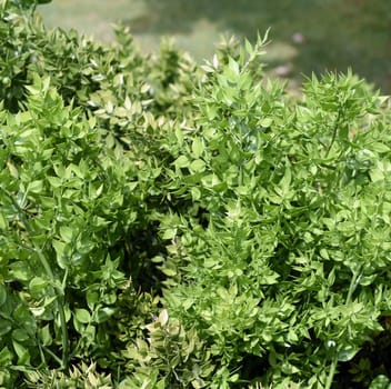 Stinging,Maeusedorn,Ruscus,aculeatus,is a medicinal and rock garden plant with red berries. Prickly,Ruscus,Ruscus,aculeatus,is a medicinal and rock garden plant with red berries.