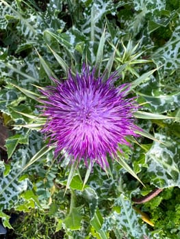 Milk thistle,Silybum marianum is an important medicinal plant. Milk thistle,Silybum marianum,is an important medicinal plant.