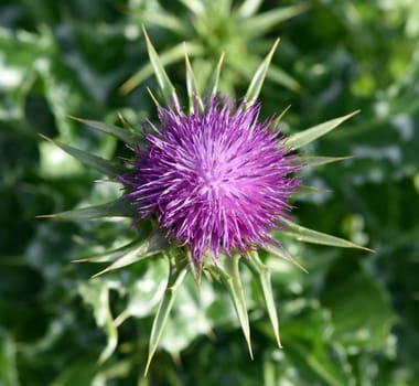 Milk thistle,Silybum marianum is an important medicinal plant. Milk thistle,Silybum marianum,is an important medicinal plant.