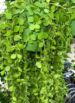 Dischidia Nummularia is a uppig growing hanging plant that requires little care. Dischidia Nummularia is a lush-growing trailing plant that requires little maintenance