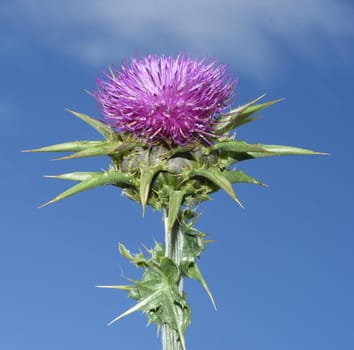 Milk thistle,Silybum marianum is an important medicinal plant. Milk thistle,Silybum marianum,is an important medicinal plant.