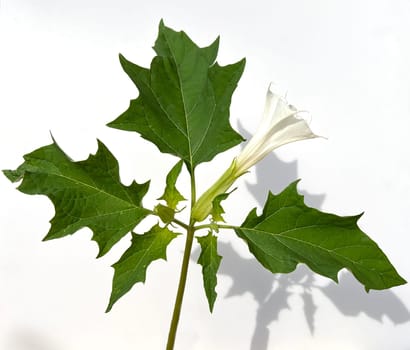 Holly apple,Datura Stramonium is a medicinal plant that is also used in medicine. Thorn apple,Datura Stramonium is a medicinal plant that is also used in medicine.