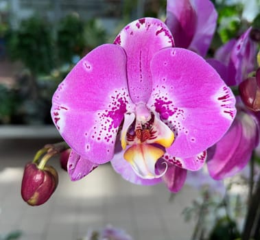 Butterfly orchids,Phalaenopsis,are particularly beautiful flowers for indoor rooms that bloom particularly long and are available in many colors. Butterfly orchids,Phalaenopsis,are particularly beautiful indoor flowers that bloom for a long time and come in many colors.