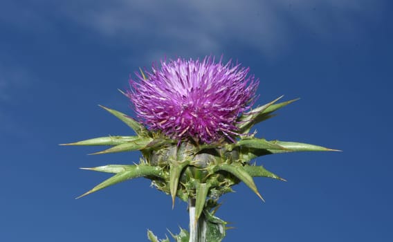 Milk thistle,Silybum marianum is an important medicinal plant. Milk thistle,Silybum marianum,is an important medicinal plant.