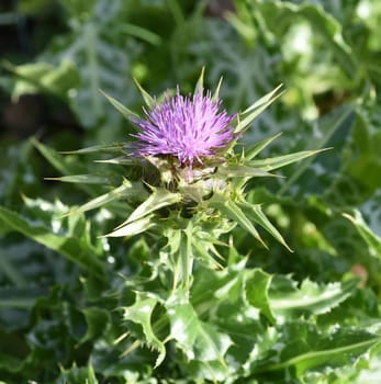 Milk thistle,Silybum marianum is an important medicinal plant. Milk thistle,Silybum marianum,is an important medicinal plant.