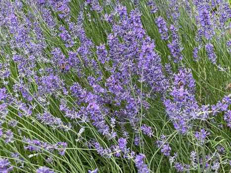 Lavender,lavendula officinalis is an important medicinal plant and a fragrant plant with blue flowers and is used in medicine. Lavender,lavendula officinalis is an important medicinal plant and a scented plant with blue flowers and is used in medicine.